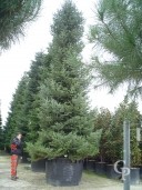 Abies Normaniana 11m