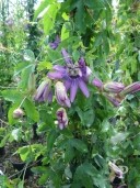 Passiflora Violacea  2,00  10l