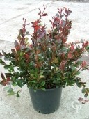 Photinia 'Little Red'   10l
