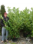 Prunus Lauro 'Rotundifolia'    1,501,75  20l