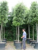 Quercus Ilex 20-25