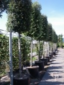 Quercus Ilex 20-25 200l
