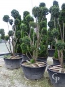 Taxus bonsai