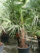 Trachycarpus Fortunei   1,75   50l