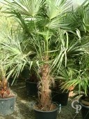 Trachycarpus Fortunei   1,75  50l