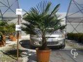 Trachycarpus Fortunei  LV46 125-150cm