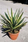 Yucca Glor  'Variegata'  LV10