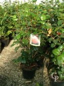 Camellia 'Lady Campbell' 1,20