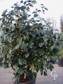 Camellia Japonica   1,25+
