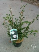 Camellia Transonensis  4l
