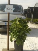 Aucuba Jap 'Crotonifolia'    10l
