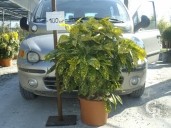 Aucuba Jap 'Crotonifolia'    80  LV15