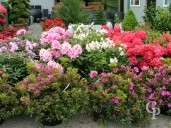 Azalea Jap And Rhododendron Selection