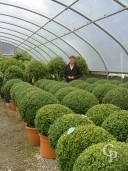 Buxus Sempervirens   70cm And 95cm  Ball