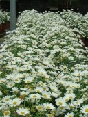 Chrysanthemum Frutescens