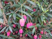 Crinodendron Hookerianum  1,00  15l