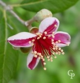 Feijoa Sellowiana Flower