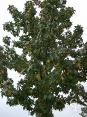 Liquidamber Styraciflua  Foliage