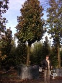Magnolia 85cm