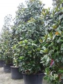 Magnolia Grand 'Gallisionensis'   4,50-5,00
