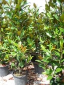 Magnolia Grand 'Gallisionensis'