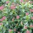Viburnum Tinus 'Eva Price'   Flower
